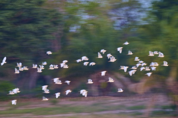 A multitude of birds in flight against a morning tree sky, Cattle Egret (Bubulcus ibis), Pantanal,