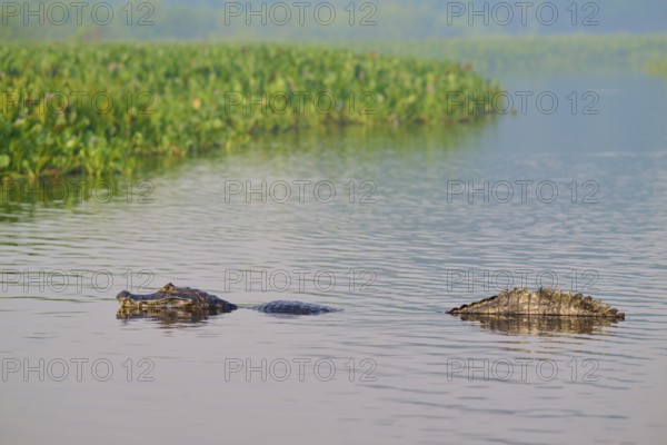 A caiman swimming in the water in a marsh surrounded by greenery, Spectacled caiman (Caiman yacare,