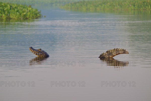 A caiman moves slowly in the water, surrounded by green vegetation, spectacled caiman (Caiman