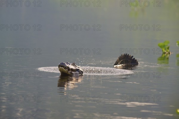 A caiman calling in the water while swimming in a calm water, spectacled caiman (Caiman yacare,