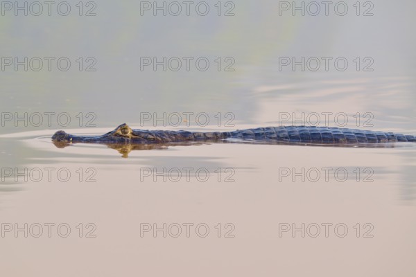 The caiman moves gracefully through calm water, its appearance almost unreal, Spectacled caiman
