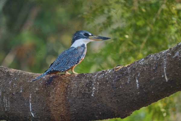 A kingfisher sits attentively on a large branch surrounded by green foliage, Red-breasted