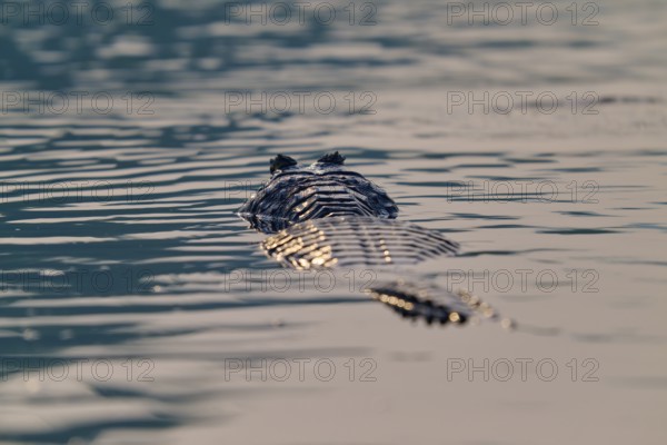 The back of a caiman glides through still water, a peaceful encounter with nature, Spectacled