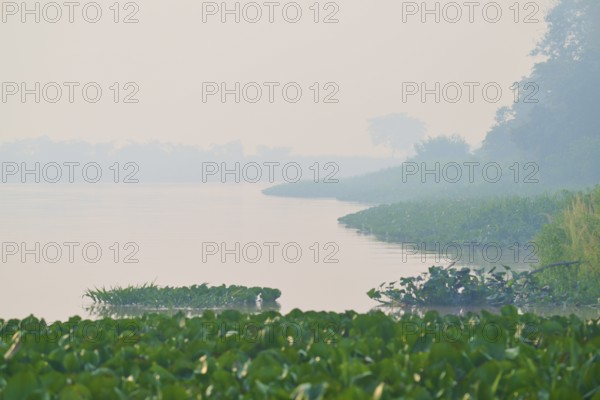 Misty river with aquatic plants and green vegetation on the banks in a quiet morning scene, Rio Sao
