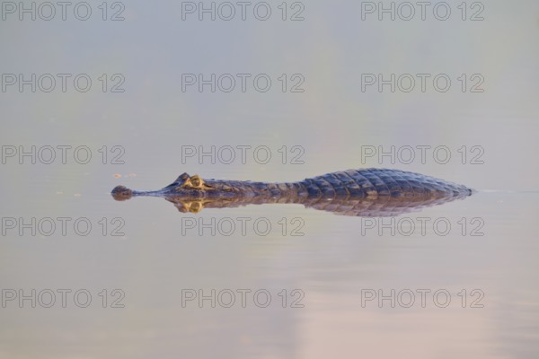 A caiman with a clear reflection in still water, watching its eyes, spectacled caiman (Caiman