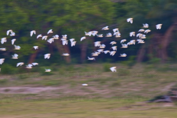 A group of white birds in flight against a green forest background, Cattle Egret (Bubulcus ibis),
