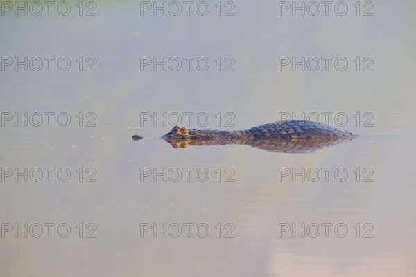 A caiman swims calmly on the water surface, its eyes just above the water, spectacled caiman