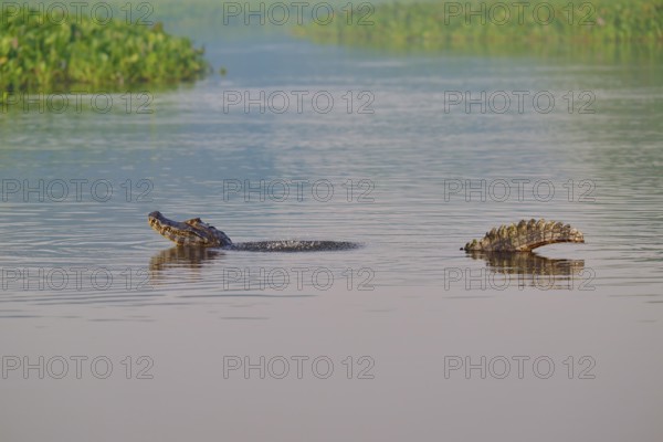 A caiman mating in a calm river, surrounded by lush vegetation, Spectacled caiman (Caiman yacare,