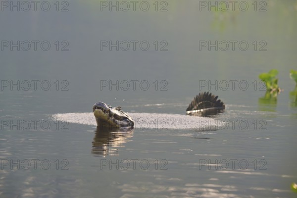 A caiman calling in the calm water with plants in the background for show, spectacled caiman