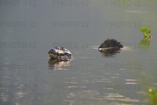 A caiman in the water with its reflection and plants in the background, spectacled caiman (Caiman