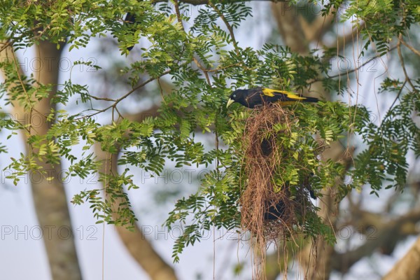A black and yellow bird sits attentively on a nest in a tall tree, yellow-rumped cacique (Cacicus