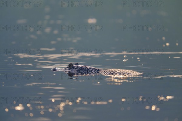 A caiman floats quietly on the surface of the water, surrounded by delicate light reflections,