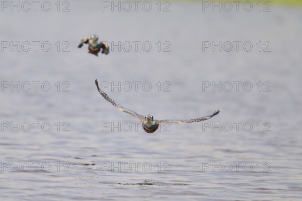 Two kingfishers flying just above calm water in the sky, Red-breasted Kingfisher (Ceryle torquata),