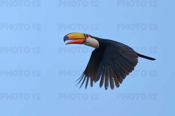 Toucan in flight with outstretched wings against a blue background, giant toucan (Ramphastos toco),