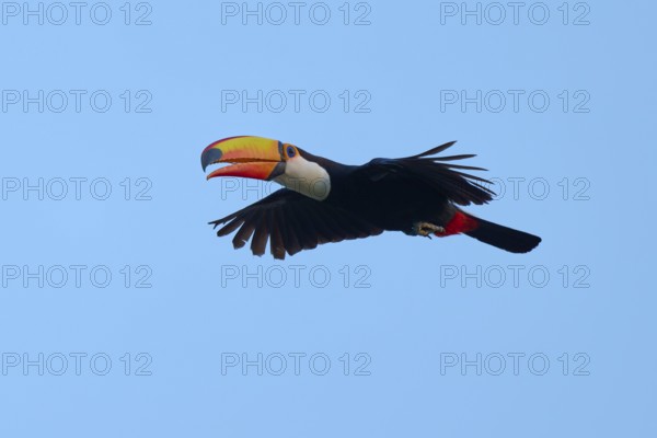 Toucan flying in front of a clear blue sky, giant toucan (Ramphastos toco), Pantanal, Mato Grosso,