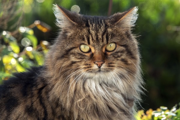 Cat, Norwegian forest cat, portrait, Baden-Württemberg, Germany