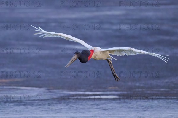 A bird in flight with outstretched wings over a wide water area, Jabiru (Jabiru mycteria),
