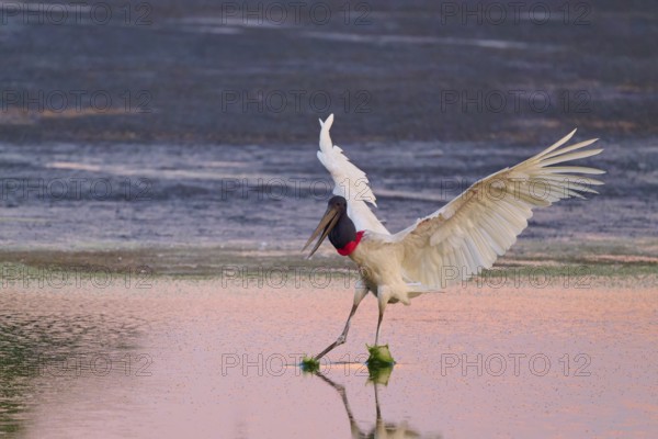 A stork with open wings lands on the water, which is coloured pink by the evening sun, Jabiru