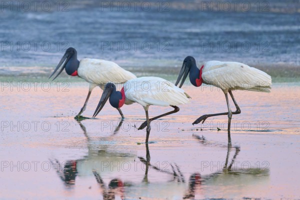 Three Jabirus walking in the water, their mirror images on the surface, Jabiru (Jabiru mycteria),