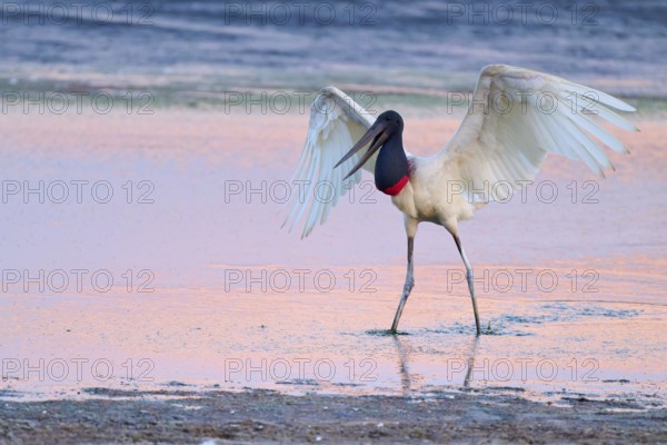 A Jabiru with raised wings standing in shallow water at sunset, Jabiru (Jabiru mycteria), Pantanal,