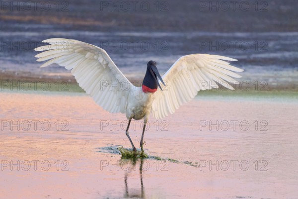 A bird with outstretched wings stands in the water, its reflection visible, Jabiru (Jabiru