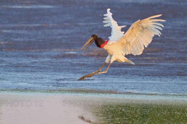 A large bird flies over water in the soft morning light and shows grace, Jabiru (Jabiru mycteria),