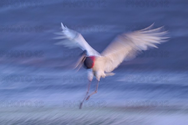 A bird in motion blur flies with outstretched wings over water in the evening light, Jabiru (Jabiru
