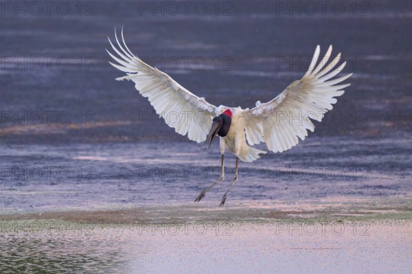 A large bird with wide-spread wings hovers over the water surface, Jabiru (Jabiru mycteria),