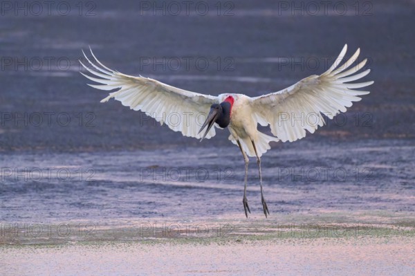 A bird in flight with outstretched wings above the water surface in warm light, Jabiru (Jabiru