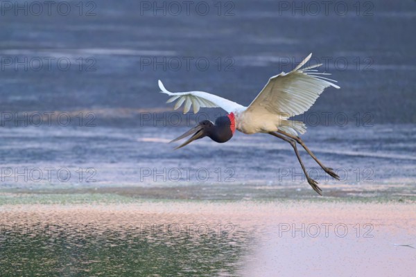 A flying Jabiru over calm water, wings spread, Jabiru (Jabiru mycteria), Pantanal, Mato Grosso,