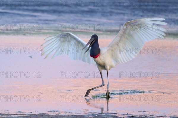 A Jabiru spreads its wings while standing in the water, the sky is pink, Jabiru (Jabiru mycteria),