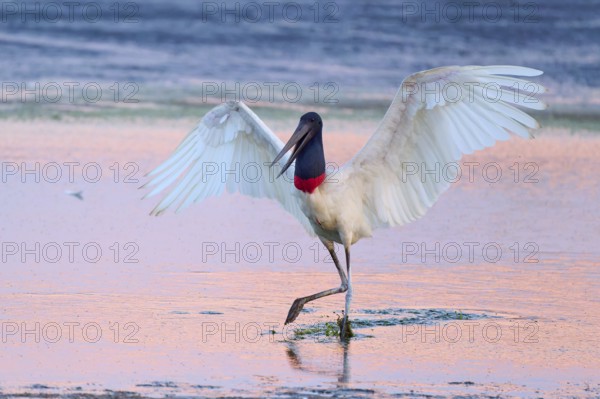 A Jabiru with spread wings in shallow water at sunset, Jabiru (Jabiru mycteria), Pantanal, Mato