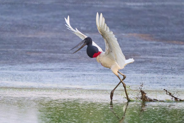 A bird dynamically pushes off from the water, splashing water surrounds it, Jabiru (Jabiru