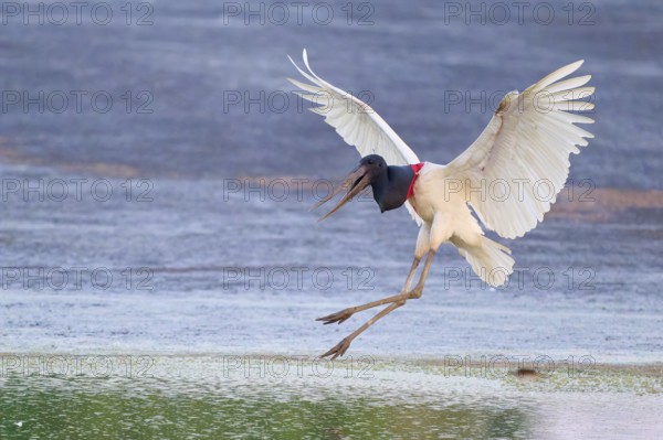 A bird leaps dynamically in the water, its wings spread wide, Jabiru (Jabiru mycteria), Pantanal,