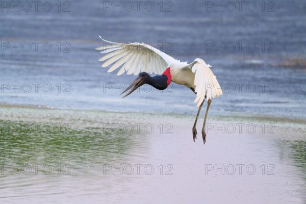 A bird flies in an elegant arc over the water, Jabiru (Jabiru mycteria), Pantanal, Mato Grosso,