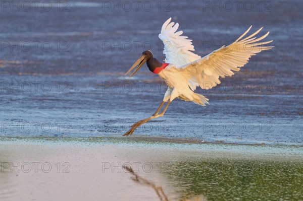 A bird with outstretched wings flies elegantly over the water at dawn, Jabiru (Jabiru mycteria),