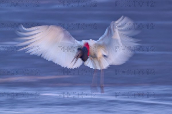 A blurred bird with outstretched wings hovers over the water in the evening light, Jabiru (Jabiru