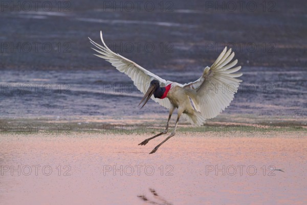 A stork flies over the water at dusk and prepares to land, Jabiru (Jabiru mycteria), Pantanal, Mato