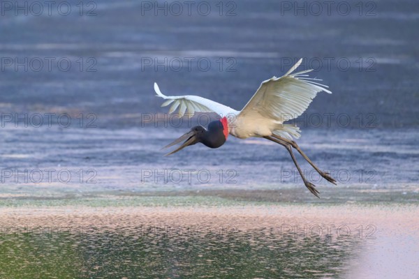 A Jabiru flying close to the water surface at sunset, Jabiru (Jabiru mycteria), Pantanal, Mato