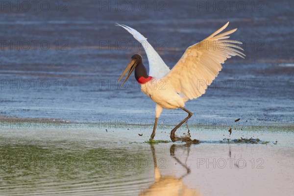 A large bird lands gracefully on the water and creates a clear reflection, Jabiru (Jabiru