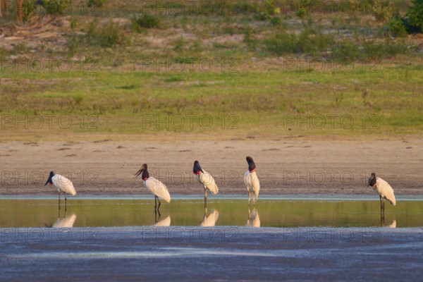 Five storks standing at the edge of a body of water in nature, their reflection visible in the calm