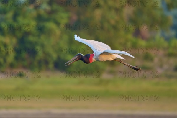 A bird flies gracefully against a blurred green background of the forest, Jabiru (Jabiru mycteria),