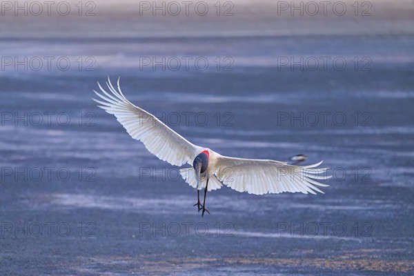 A stork flies with outstretched wings just above a dark blue water surface, Jabiru (Jabiru