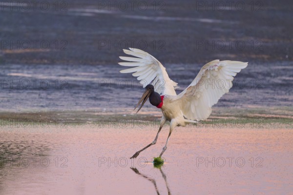 A stork lands elegantly on the surface of the water in the warm light of sunset, Jabiru (Jabiru
