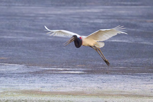 A large bird flies over the ground, its wings spread out, Jabiru (Jabiru mycteria), Pantanal, Mato