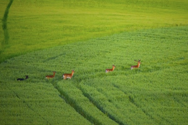 A group of fallow deer (Dama dama) running through a large green grain field Field, Osnabrücker