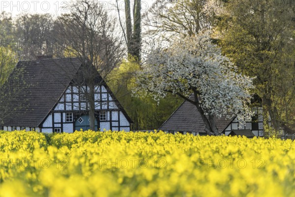 Lower Saxony farmhouse with black and white timbering surrounded by blooming rapeseed fields in an