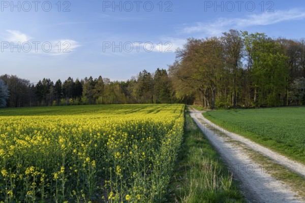 Blooming rapeseed field next to a dirt road, bordered by a forest under a blue sky, Osnabrücker