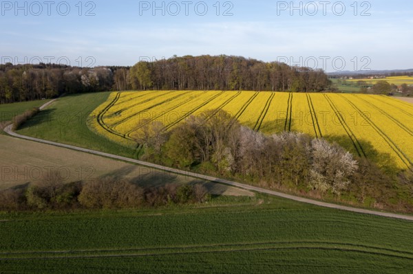 Wavy rapeseed fields and meadows in the Wiehen Mountains at sunset framed by forest oblique aerial