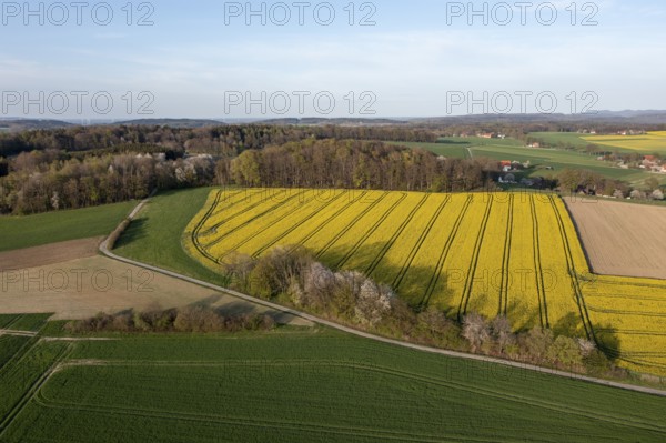 Aerial view of a vast landscape with yellow rapeseed fields and forest, Osnabrücker Land, Wiehen
